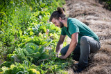 visite ferme, visite ferme pornic, visite ferme eco domaine la fontaine, visite potager destination pornic, permaculture, stage permaculture