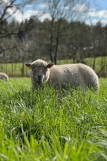 Mouton visite ferme famille Pornic