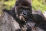 Gorille des plaines de l'ouest