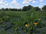 organic fruits and vegetables, bio pornic, bio chauvé, chauvé, local producer destination pornic, eat organic, eat local, farm sale, farm visit