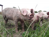 welcome to the farm, la puilliere farm, educational farm, children activities, family, port saint pere