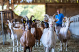 educational farm, visit to the farm, milking goats, children's visits, school visits, group visits, pig farm, dear farm, discovery of animals on the farm, near nantes, porche porni