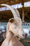 La ferme pédagogique de la Puillière Port-Saint-Père