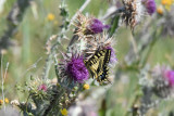 Papillon Machaon