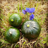 Le Potager d'Hector, Verkauf von Biogemüse in La Plaine sur Mer