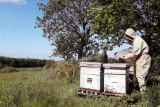 Der Bienenstock von La Fontaine au miel  Miellerie  Honig aus dem Pays de Retz  Pornic