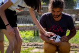 The animals farm of the Eco-domaine la Fontaine in Pornic