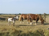 Les animaux du marais