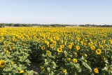 Les champs de tournesols