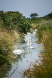 Le marais de Lyarne