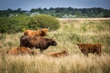 marais, marais de lyarne, marais breton, vache, highland, nature, moutiers, les moutiers en retz