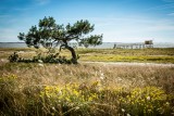 La dune du Collet Les Moutiers en Retz	