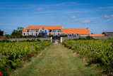 vineyard of the Eco-domaine la Fontaine in Pornic