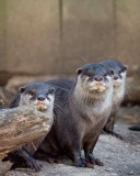 parc animalier chouette sorties famille autour de nantes loire atlantique loutres enfants