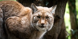 parc animalier chouette sorties famille autour de nantes loire atlantique lynx nature enfants