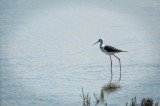 Les oiseaux du Marais