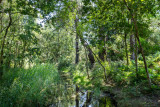 La coulée verte, Saint-Michel-Chef-Chef, Promenade nature, Tharon-Plage, Environnement