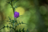 La coulée verte