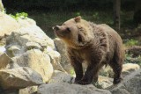 meya, animaux, zoo de la boissière du doré, zoo vendée, destination pornic