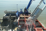 bouchot mussels mussel farmer seafood la plaine sur mer