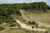 Île de Noirmoutier, balade, paysage, campagne, verdure, tourisme