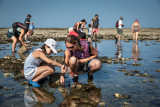 Angeln la plaine sur mer Garnelen Herzmuscheln