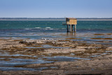 pêche à pied tara la plaine sur mer coques étrilles crevettes 