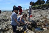 Détroquoir à huîtres, pêche à pied, découverte de la pêche, crustaces, coquillage