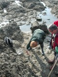 Pêche au couteau, pêche à pied, coquillage, crustacés, découverte de la pêche à pied