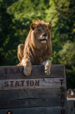 Planète sauvage Park Planète Sauvage Zoo PornicPort saint Père