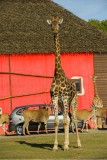 Safari Africain Planete Sauvage Nantes