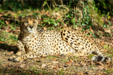 Planète Sauvage Zoo Pornic