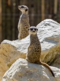 Tierpark Loire Atlantique Grand Ouest