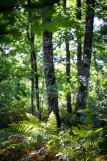 nature verdure forêt randonnée chéméré Chaumes-en-Retz