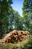 Promenons nous dans les bois à Chéméré, forêt de Princé