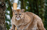 parc animalier chouette sorties famille autour de nantes loire atlantique puma enfants