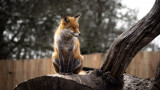 parc animalier chouette sorties famille autour de nantes loire atlantique reanard nature enfants