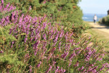 fauvette pitchou réserve naturelle régionale de la pointe saint gildas préfailles destination pornic faune flore nature sauvage préservée