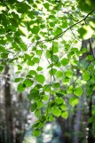 Rêveries dans les iles enchantées de la forêt de Princé