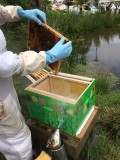 L'Abeille de Jade Pornic - vente de miel et visite du rucher