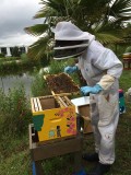 L'Abeille de Jade - Vente directe de miel et visite du rucher