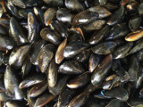 Mussels Pornic Producer