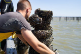 NETHYMOULES BITARD, Bouchot-Muscheln la plainnaise la plaine sur mer