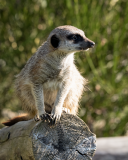 parc animalier chouette sorties famille autour de nantes loire atlantique suricate enfants