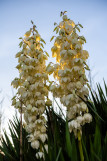 plantes