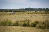 marais cigogneau balade rando vue rouans