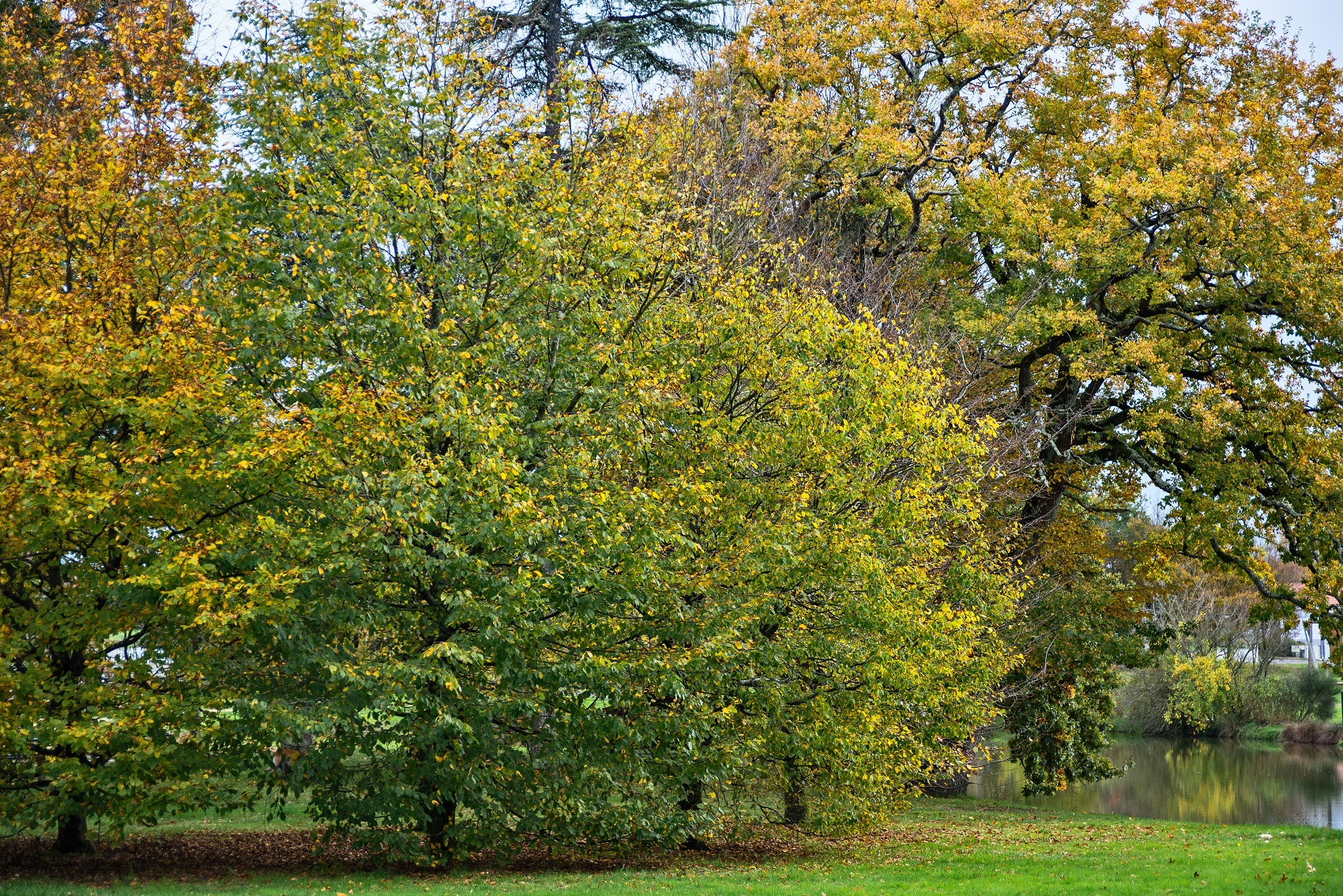chauve-parc-loisirs-2019-patrick-gerard-bd-5-32694
