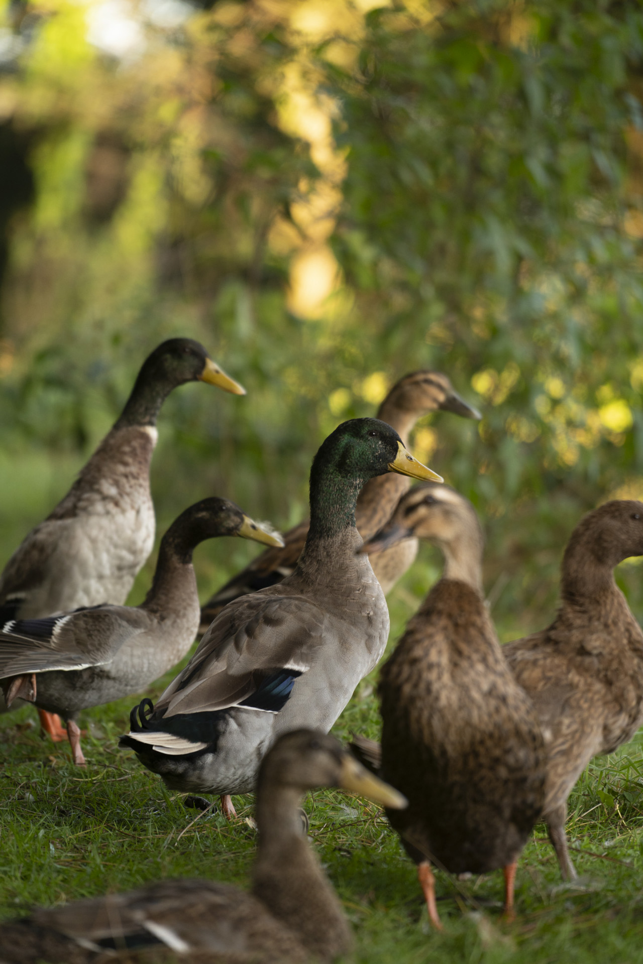 Repaire du hibou hebergement insolite cabanes nature famille couple
