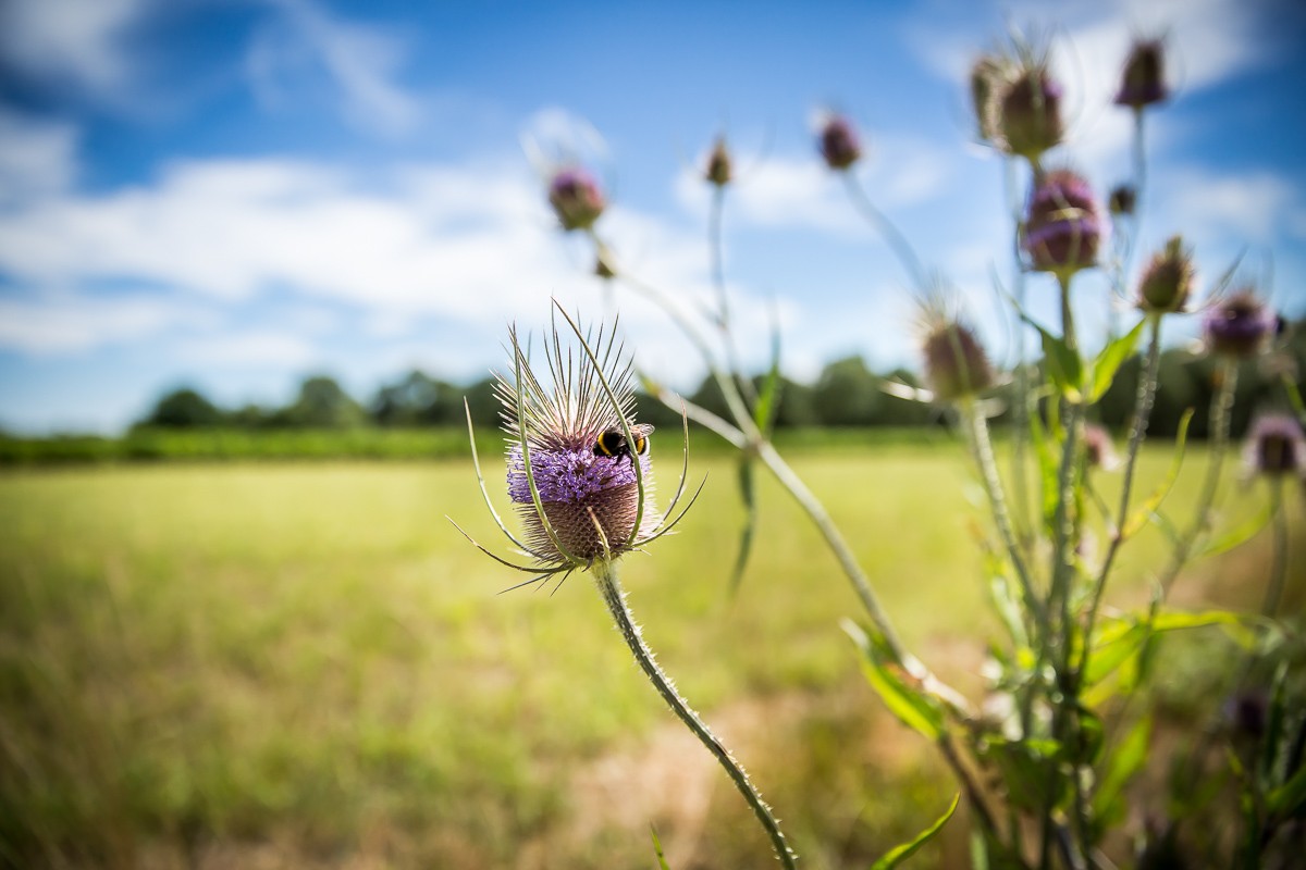 La nature