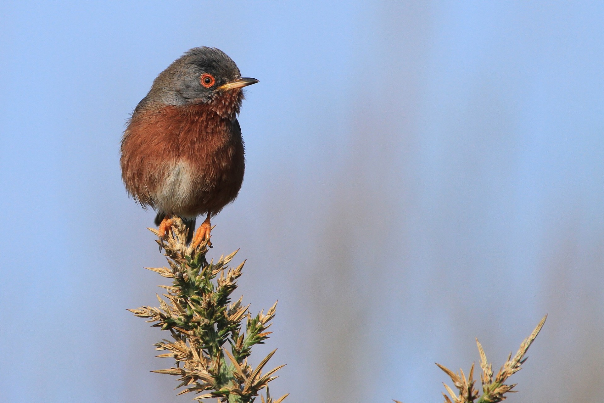 Destiantion pornic, prefailles, pointe, semaphore, reserve naturelle, rnr